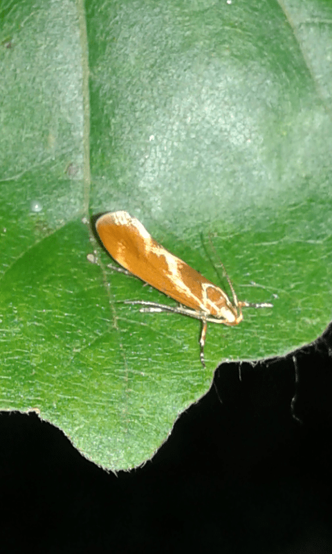 Metalampra italica (Oecophoridae)?  S